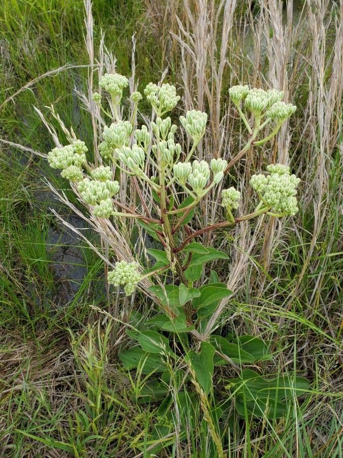 Arnoglossum plantagineum 7