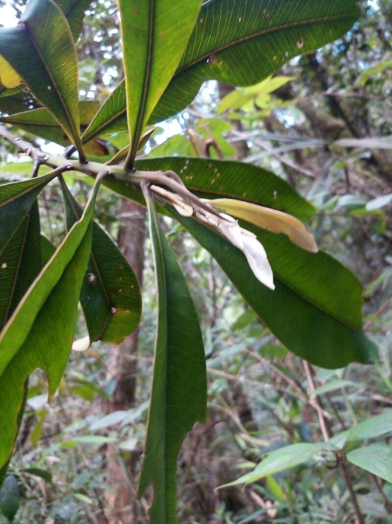 Tristaniopsis 2