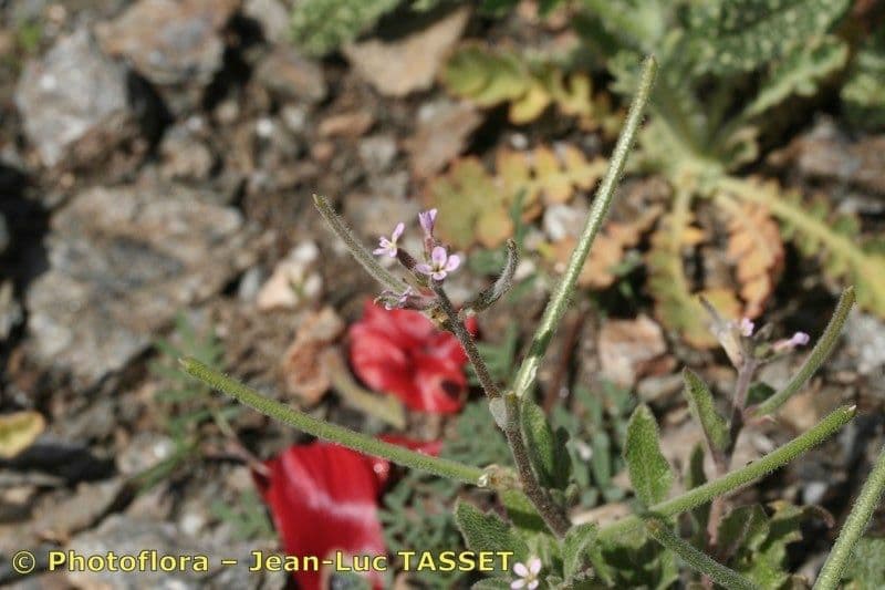 Malcolmia africana 18