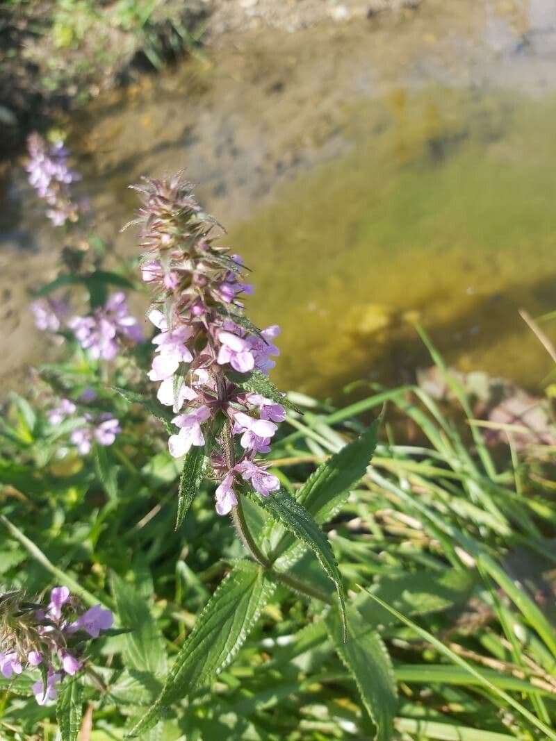 Betonica palustre 29