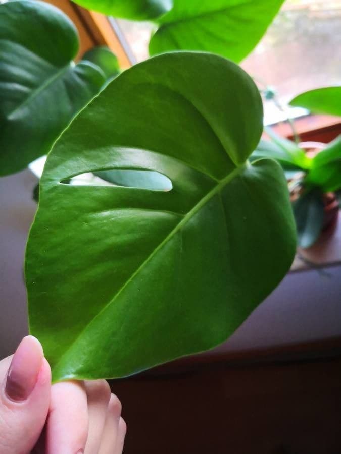 Monstera lahodná 28