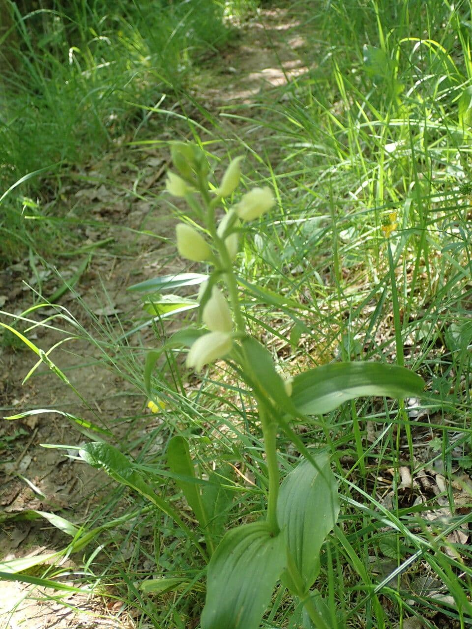 Cefalantera pallida 28