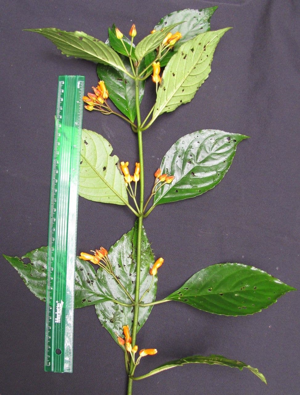 Besleria laxiflora 8