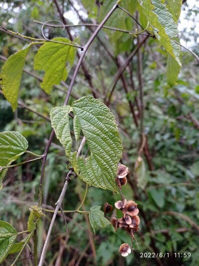 Hopfenblättrige Gouania 13