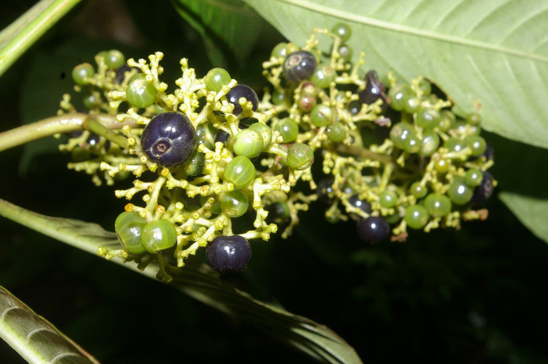 Palicourea 3