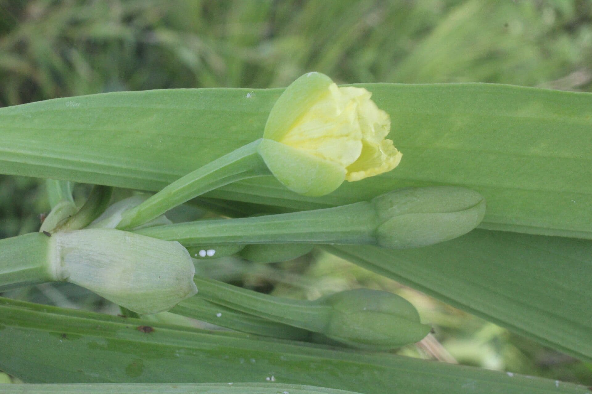 Limnocharis 9