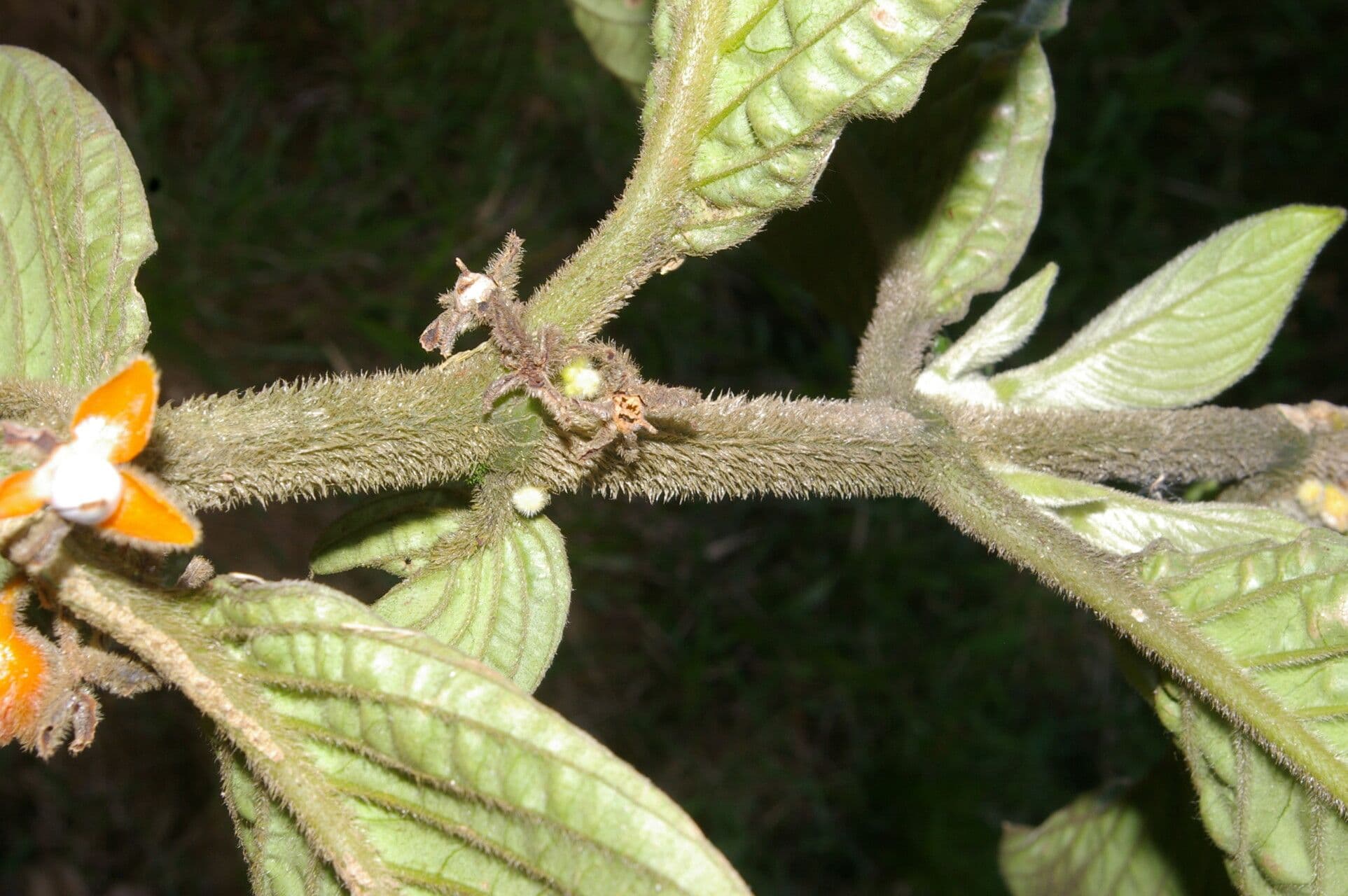 Besleria 7