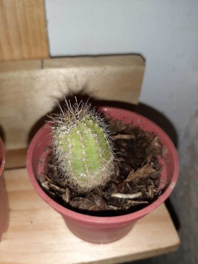 Cactus pettine 6