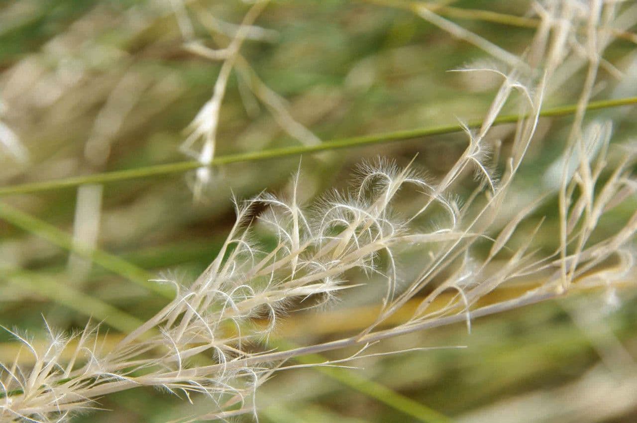 Stipagrostis vulnerabile 2