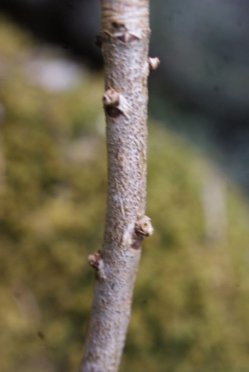 Fior di stecco 21
