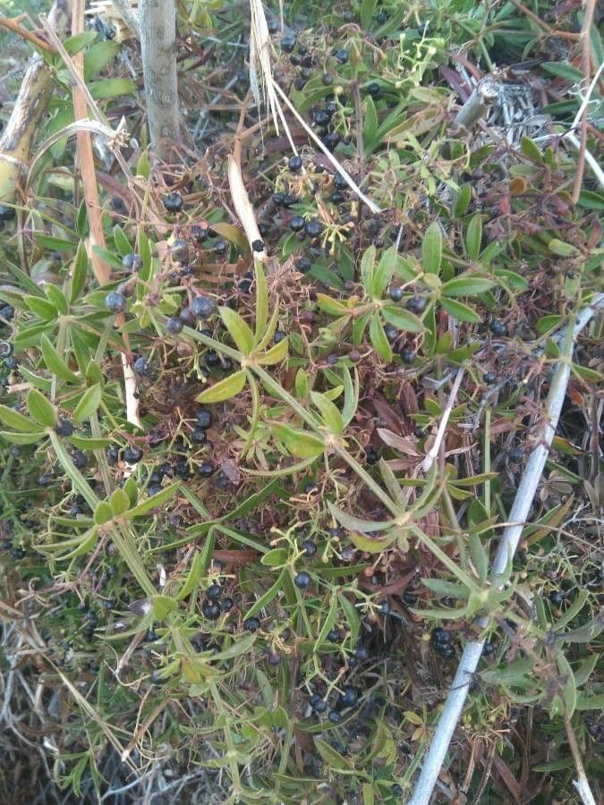 Wild madder 29