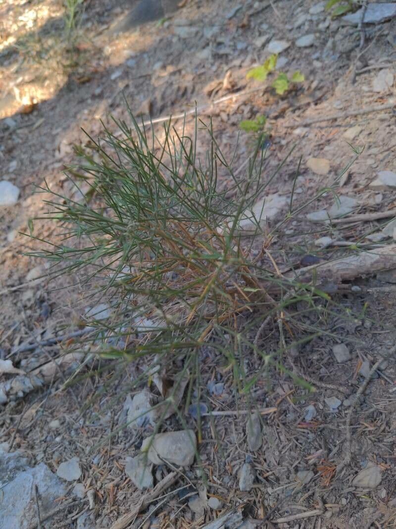 Ginestra radiata 16