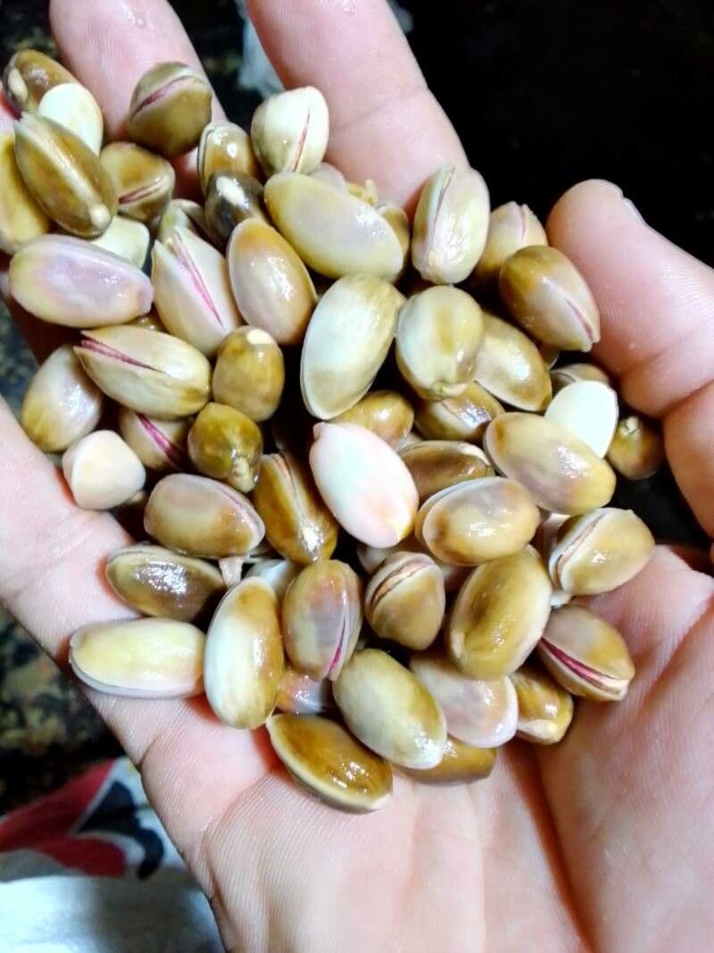 Pistacchio