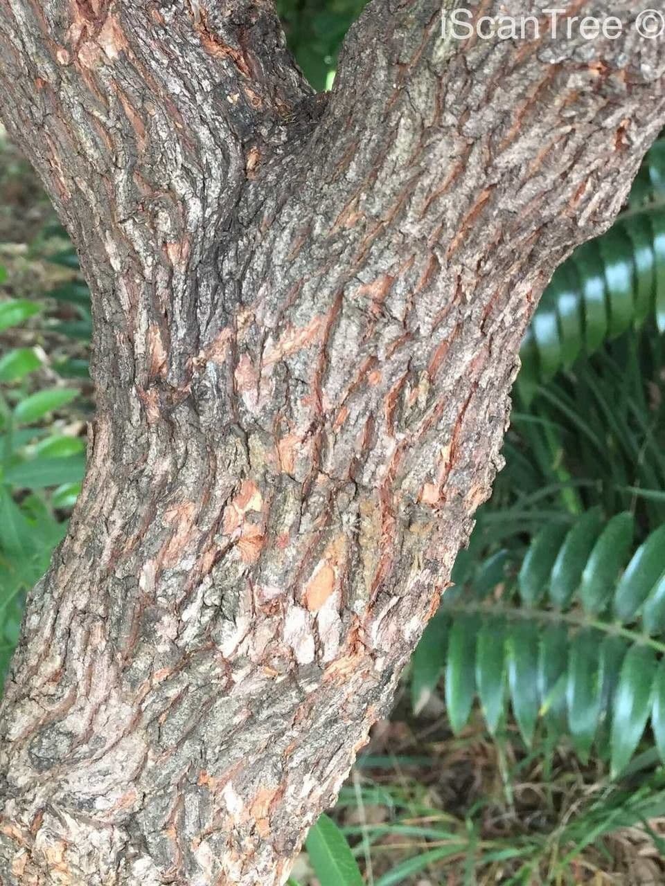 Halleria lucida 19