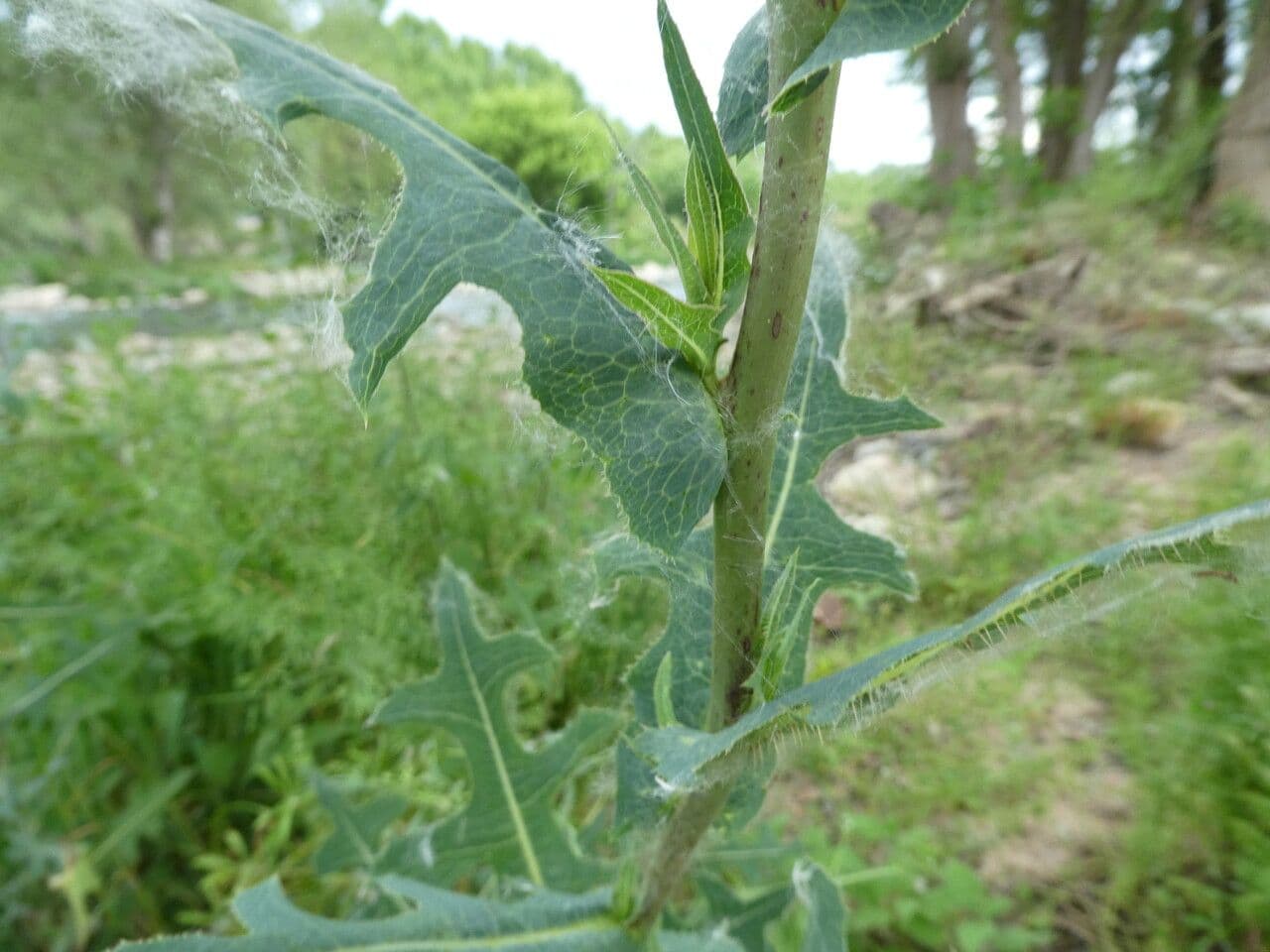 Lattuga selvatica 21