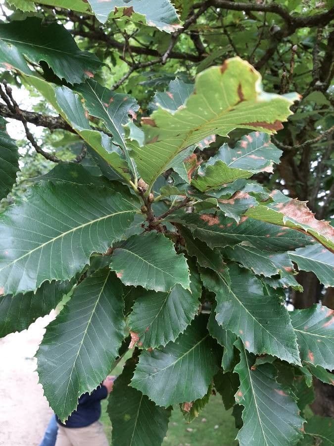 Quercia 11