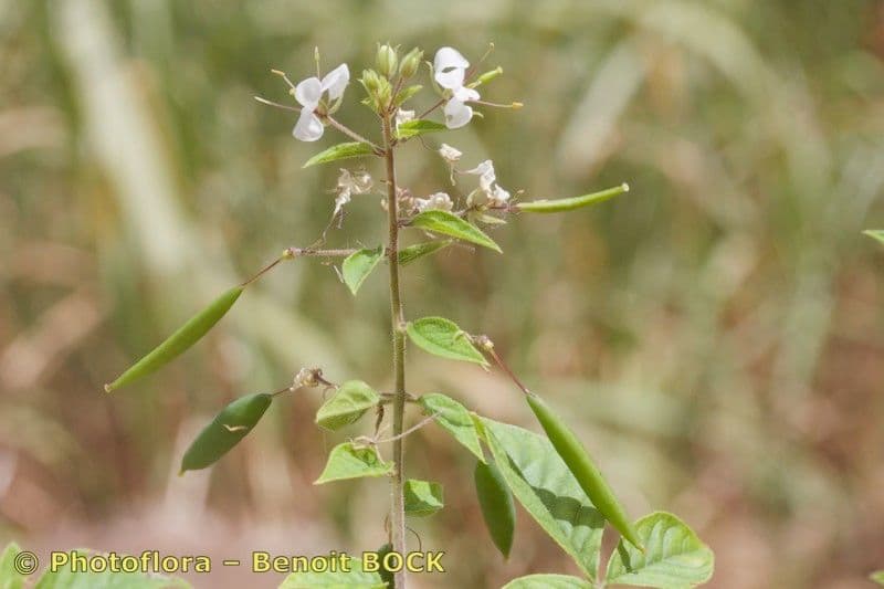 Fiore ragno spinoso 14