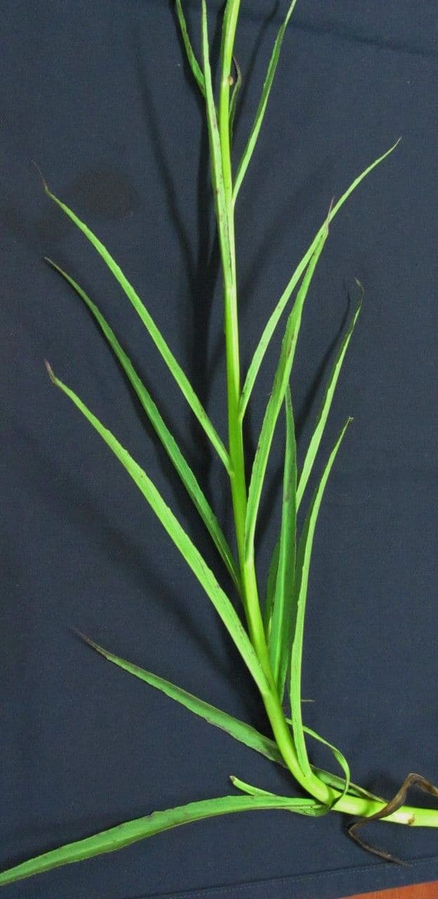 Lobelia cardinale 26