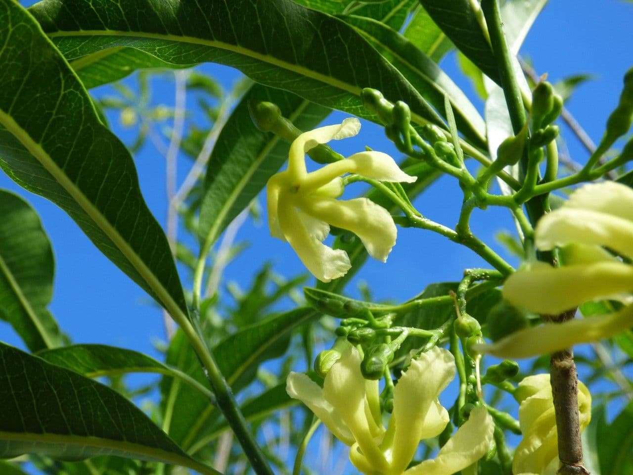 Tabernaemontana persicariifolia 2