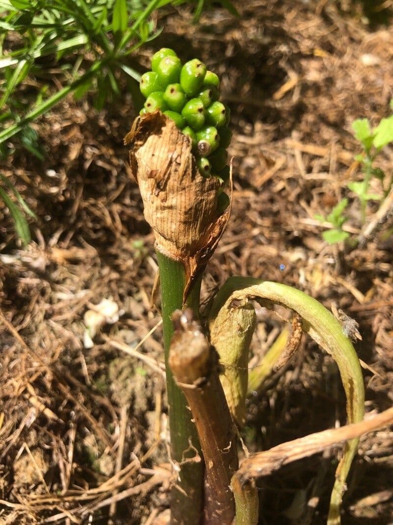 Palästinischer Aronstab 8