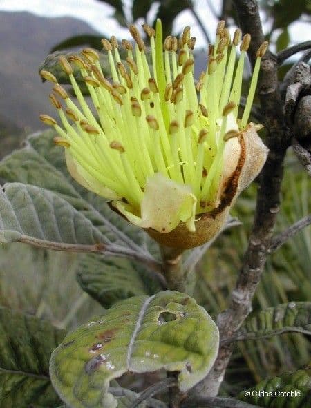 Pleurocalyptus 6