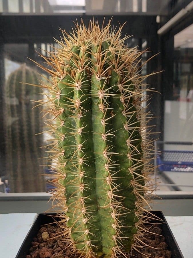 Coleocephalocereus 4