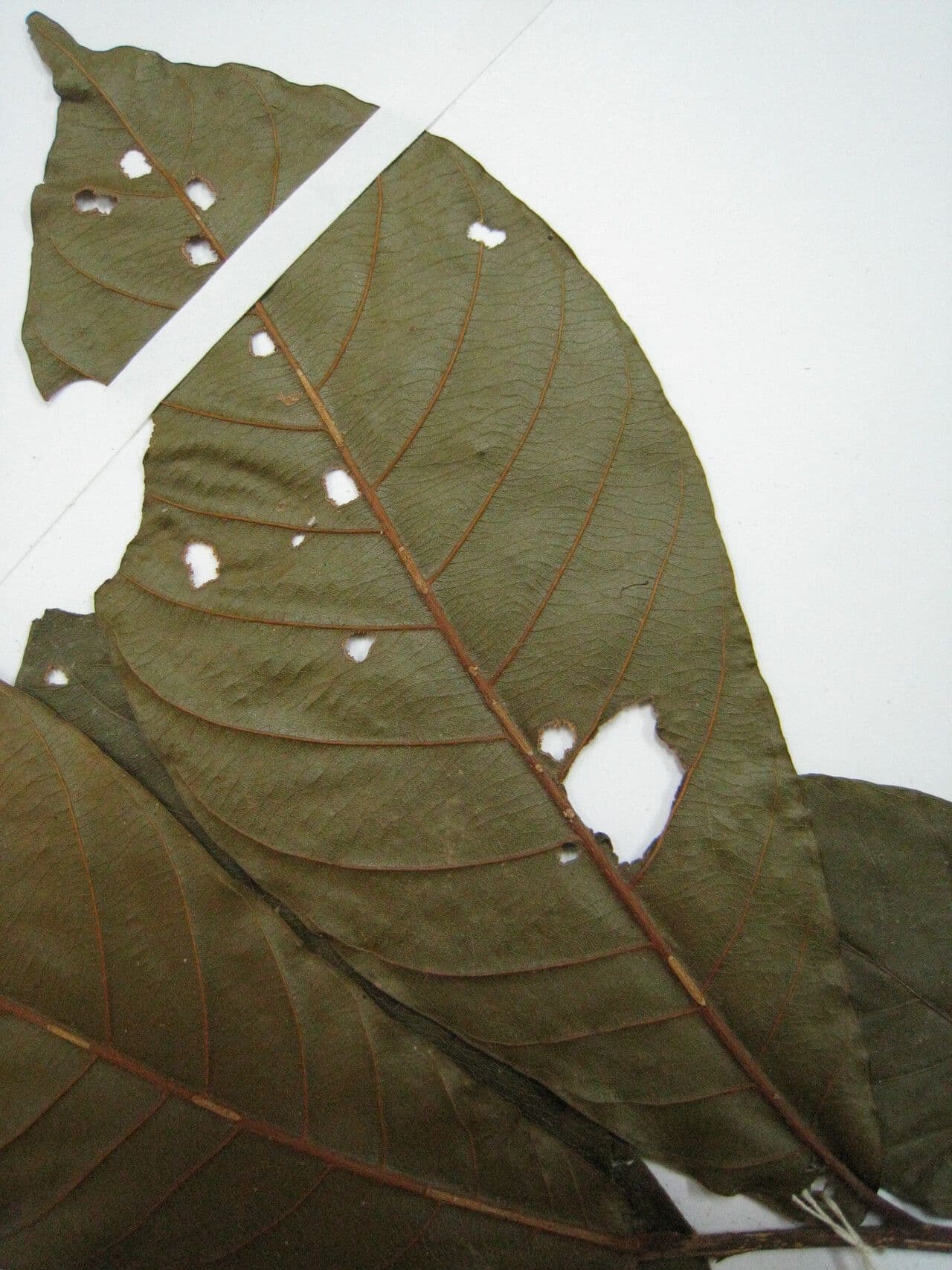 Chrysophyllum cuneifolium 13
