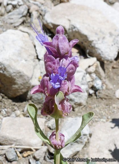 Salvia pachyphylla 4