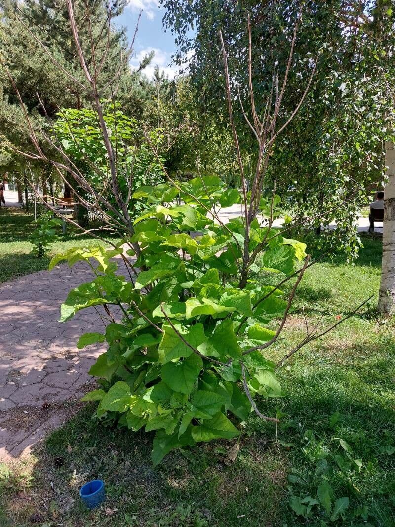 Catalpa comune 29