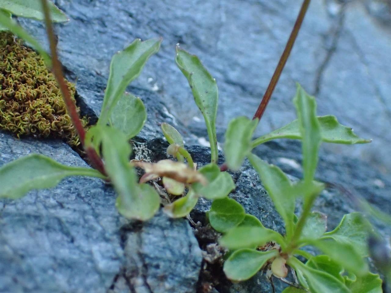 Zwerg-Glockenblume 24