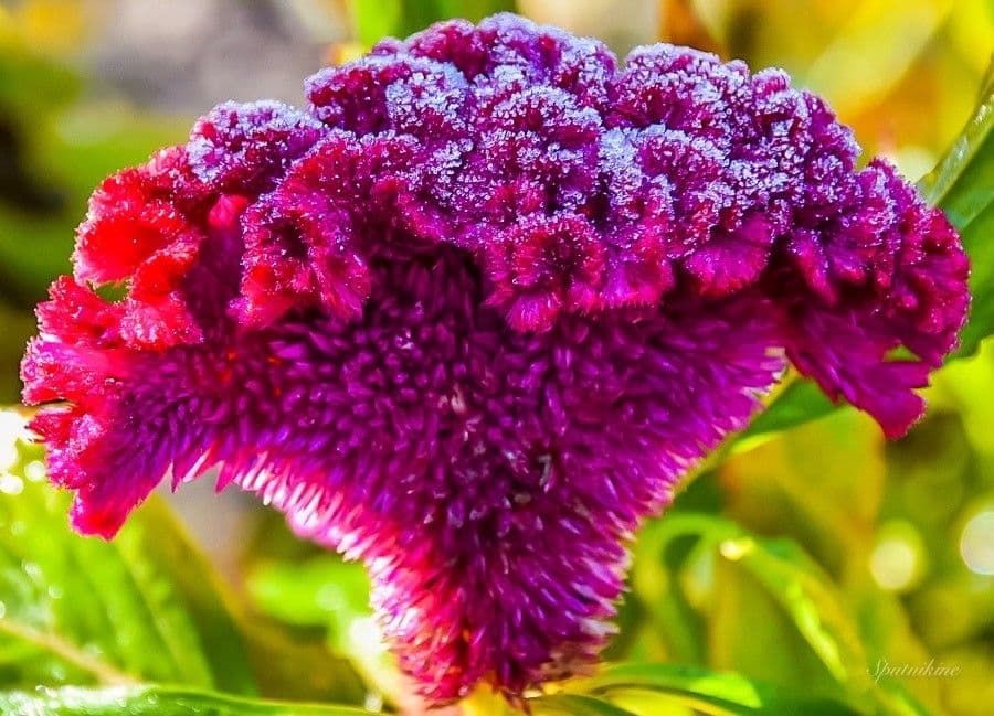 Celosia argentea 10