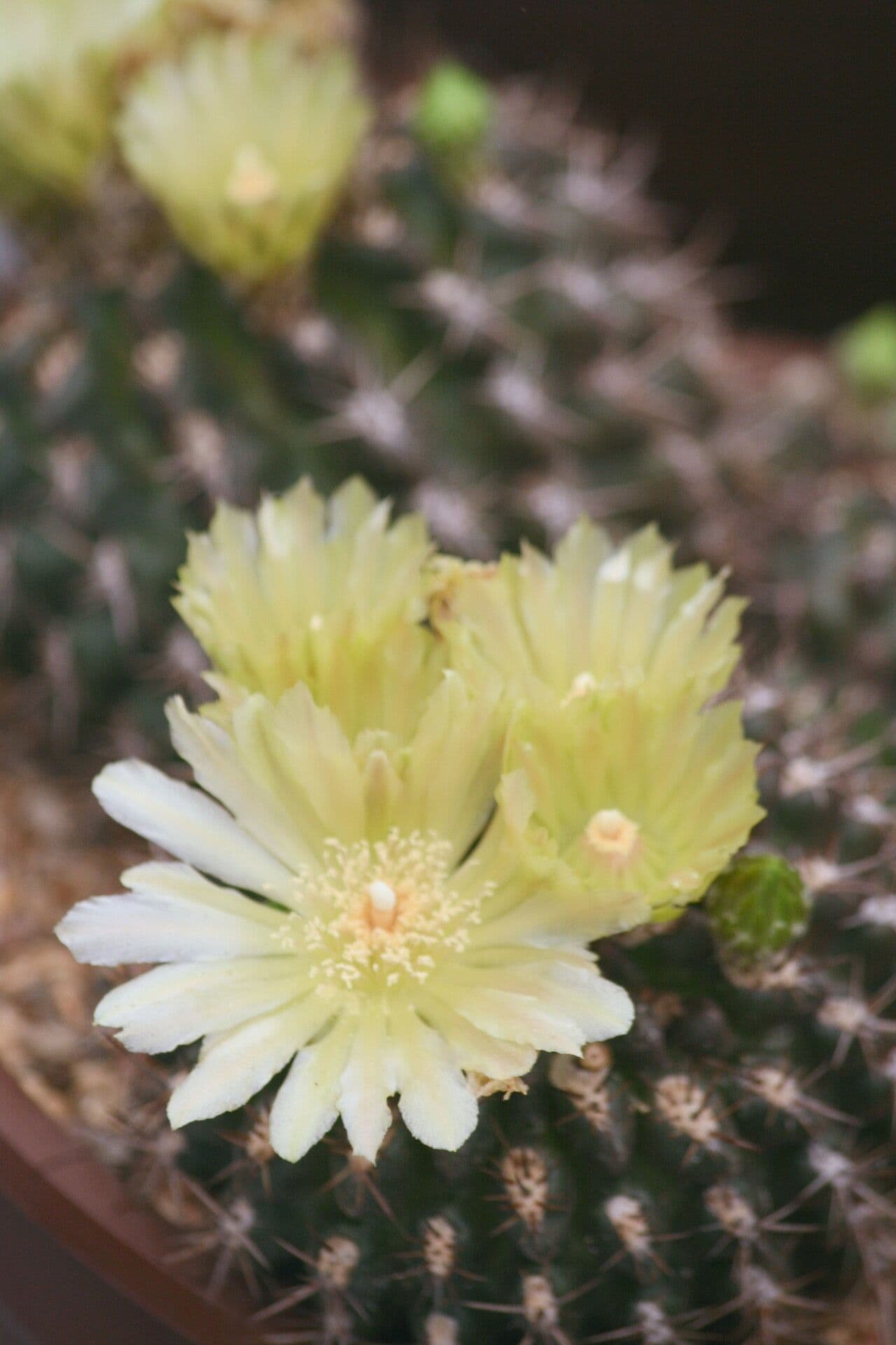 Eriosyce curvispina