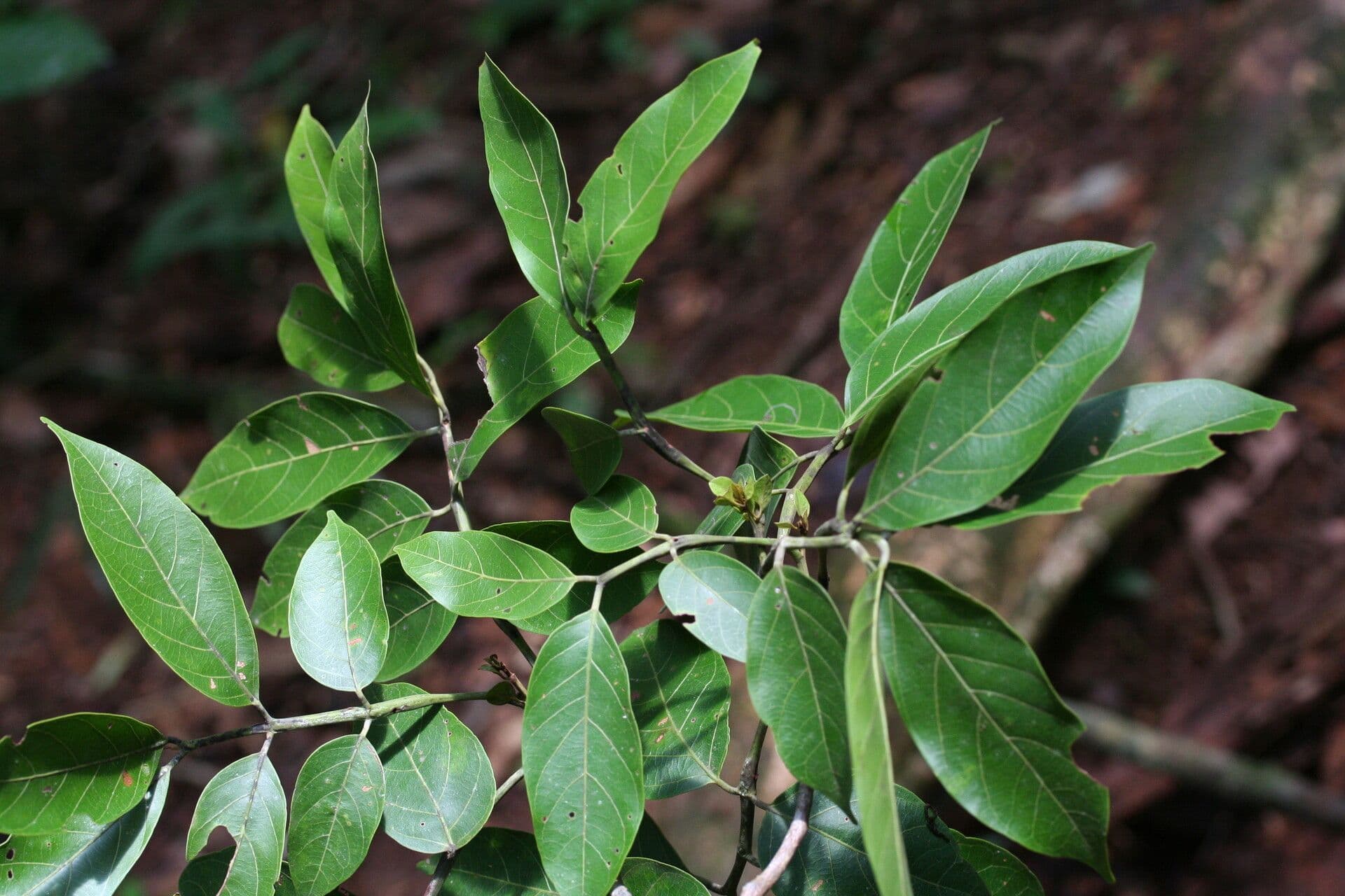Tachigali