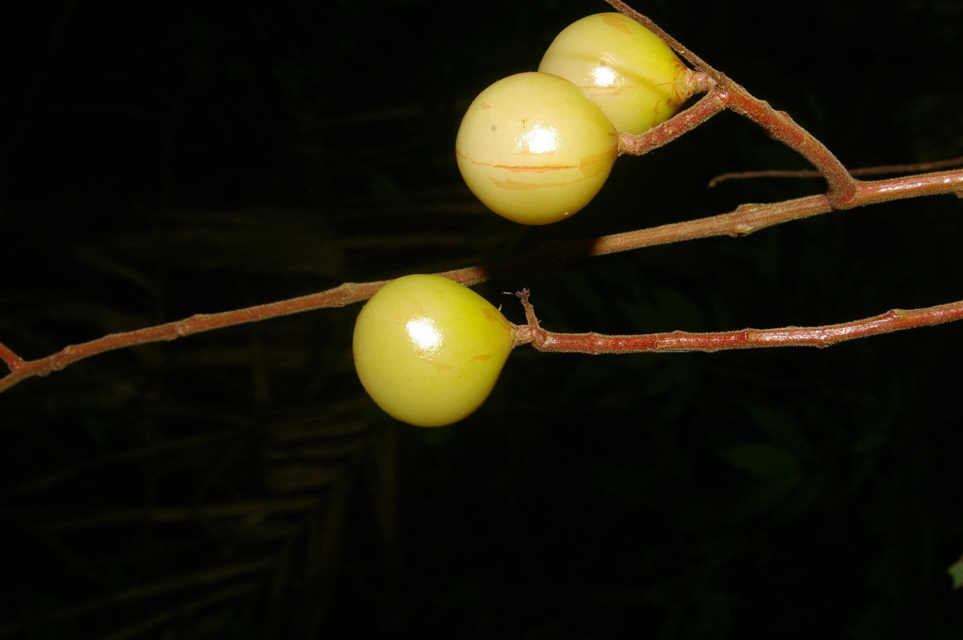 Meliosma