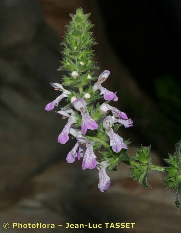 Santoreggia sinuosa 3