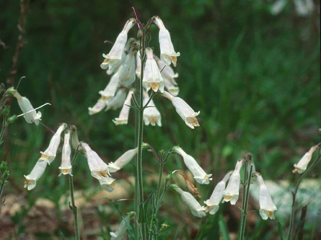 Penstemon 4