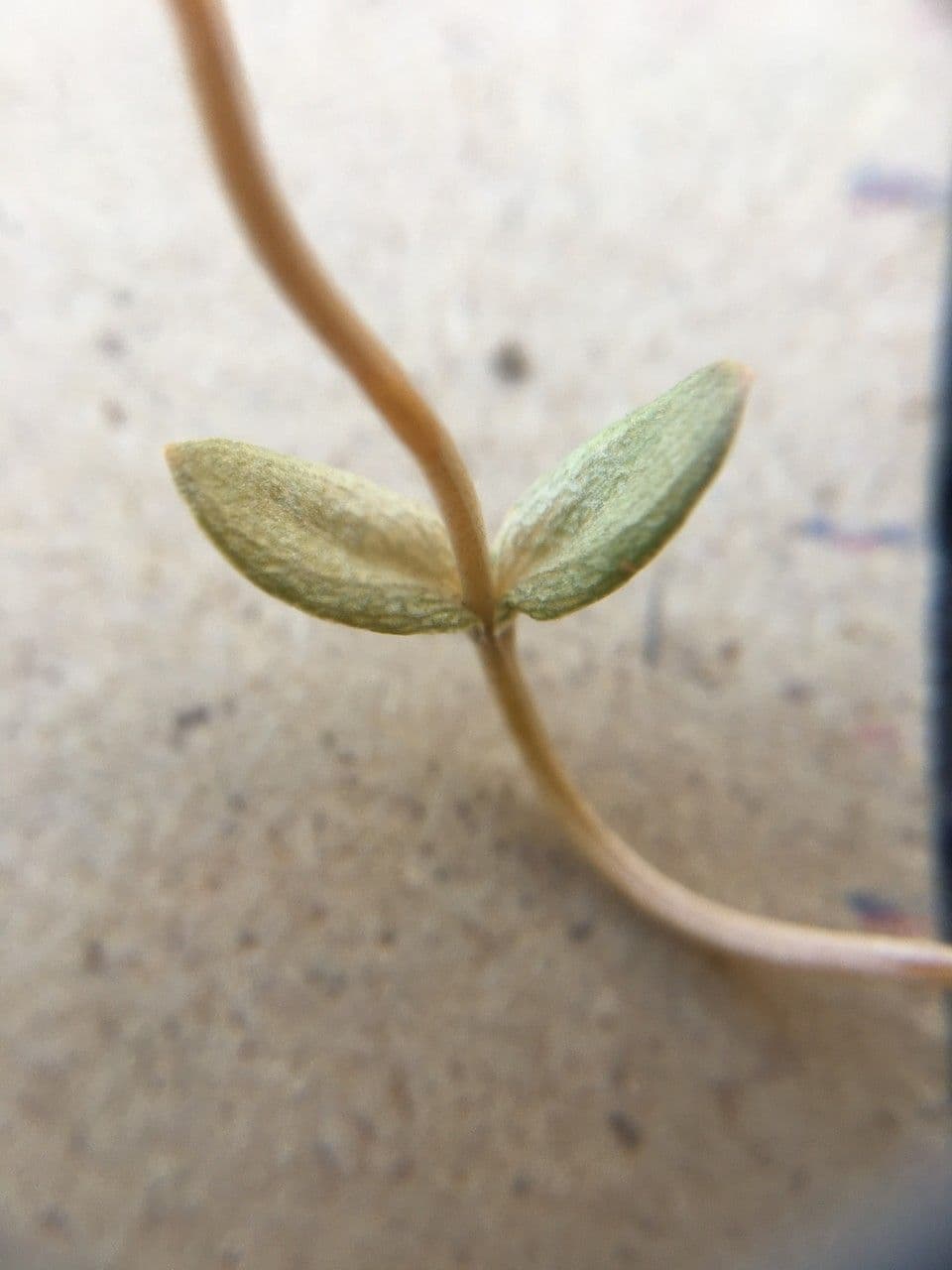 Cicendia filiformis 16