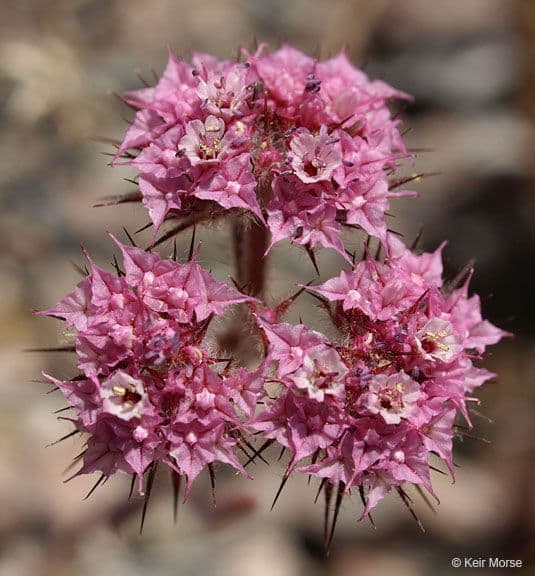 Chorizanthe 2