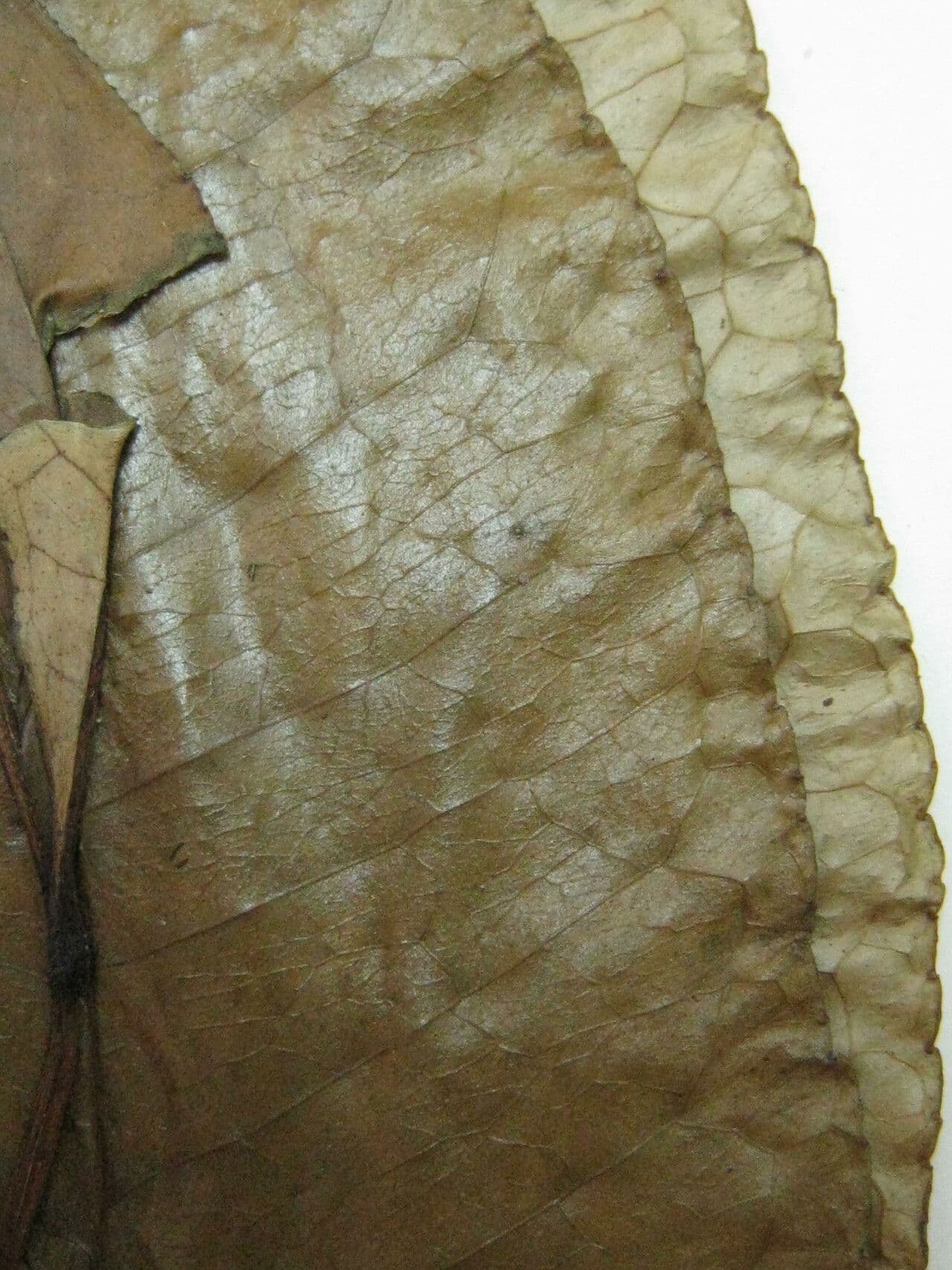 Árbol del dolor de muelas 8