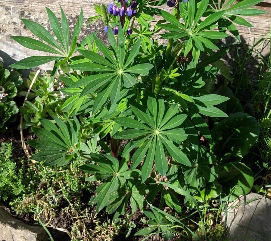 Stauden-Lupine 13