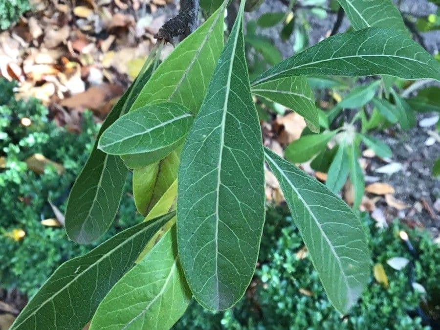 Sideroxylon 5