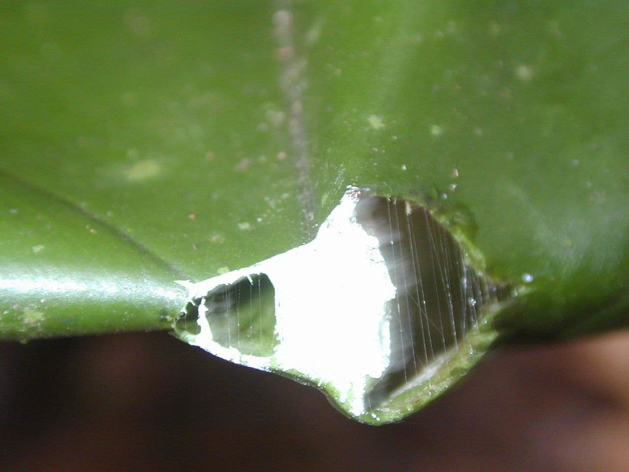 Philodendron 8