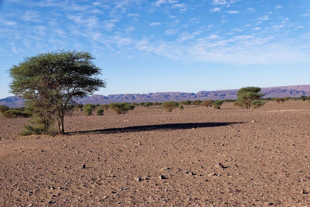 Acacia tortuosa 15