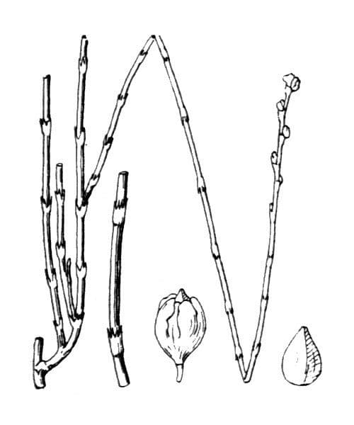 Polygonum 20