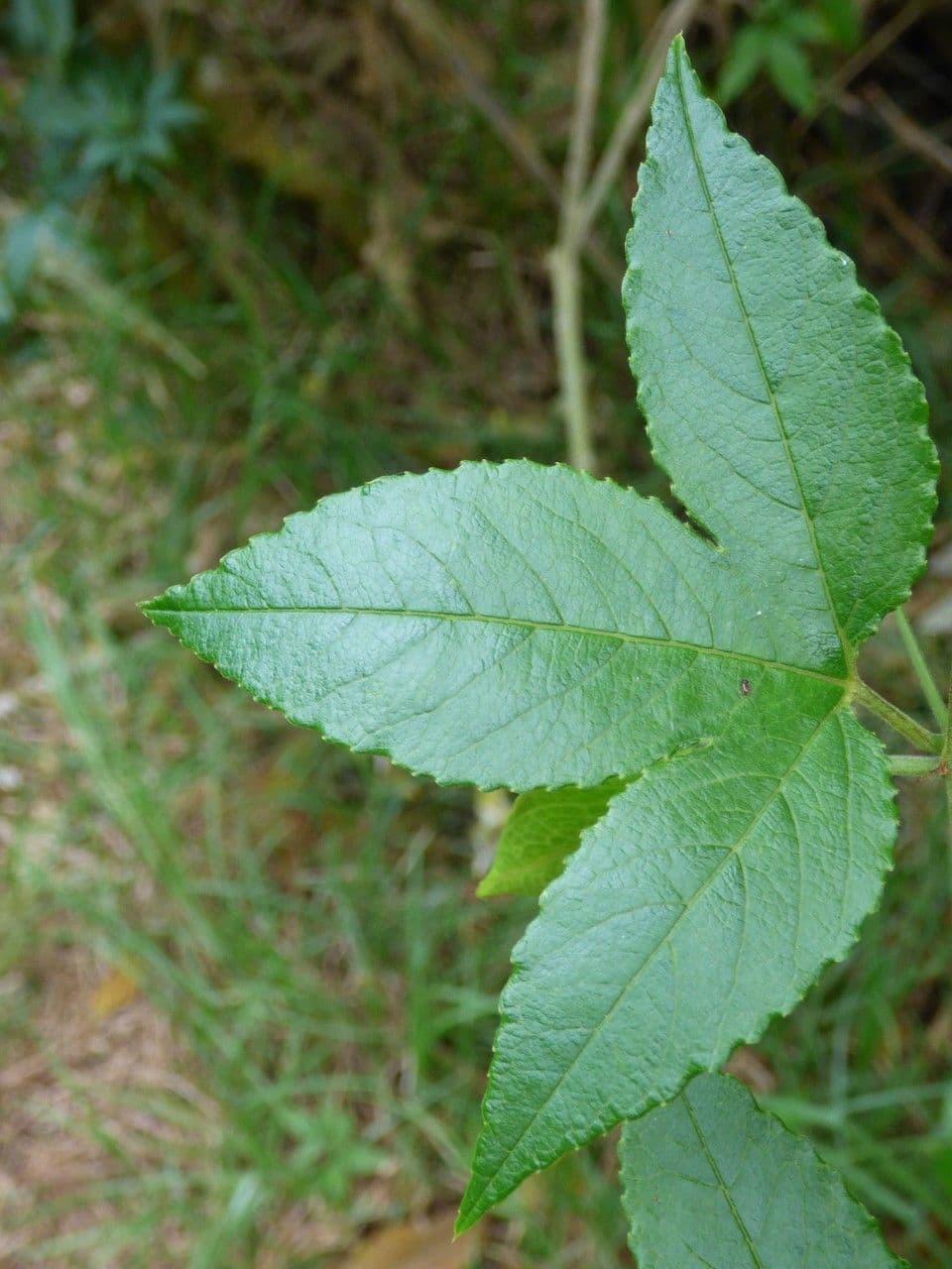 Passiflora tripartita 17