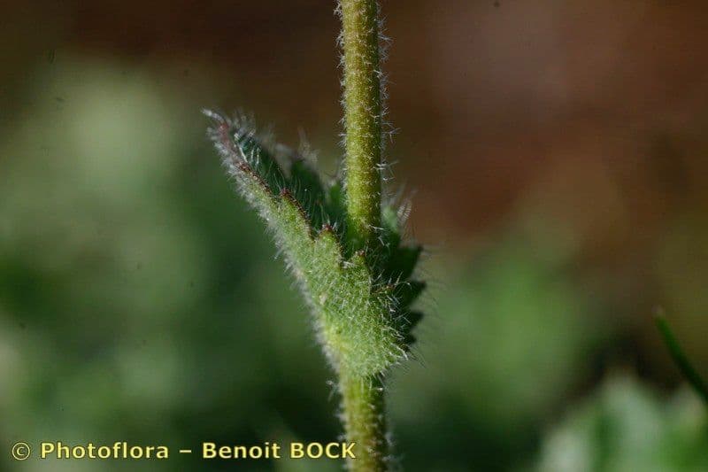 Draba murale 21