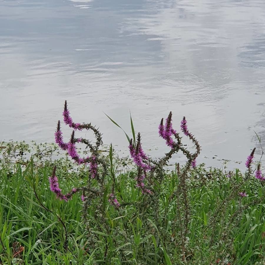 Salcerella 4