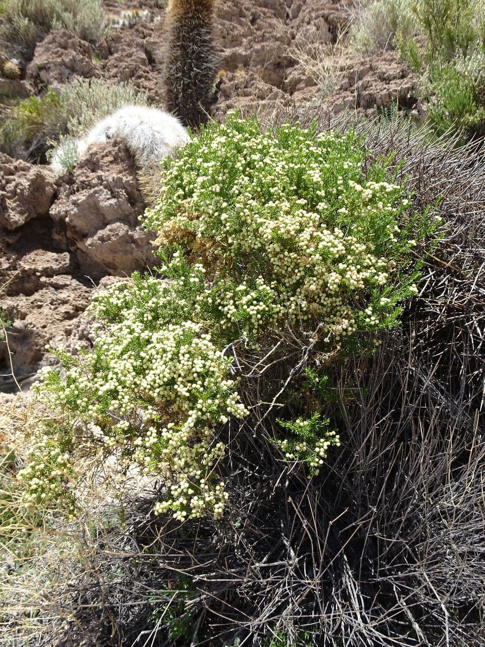 Baccharis 5