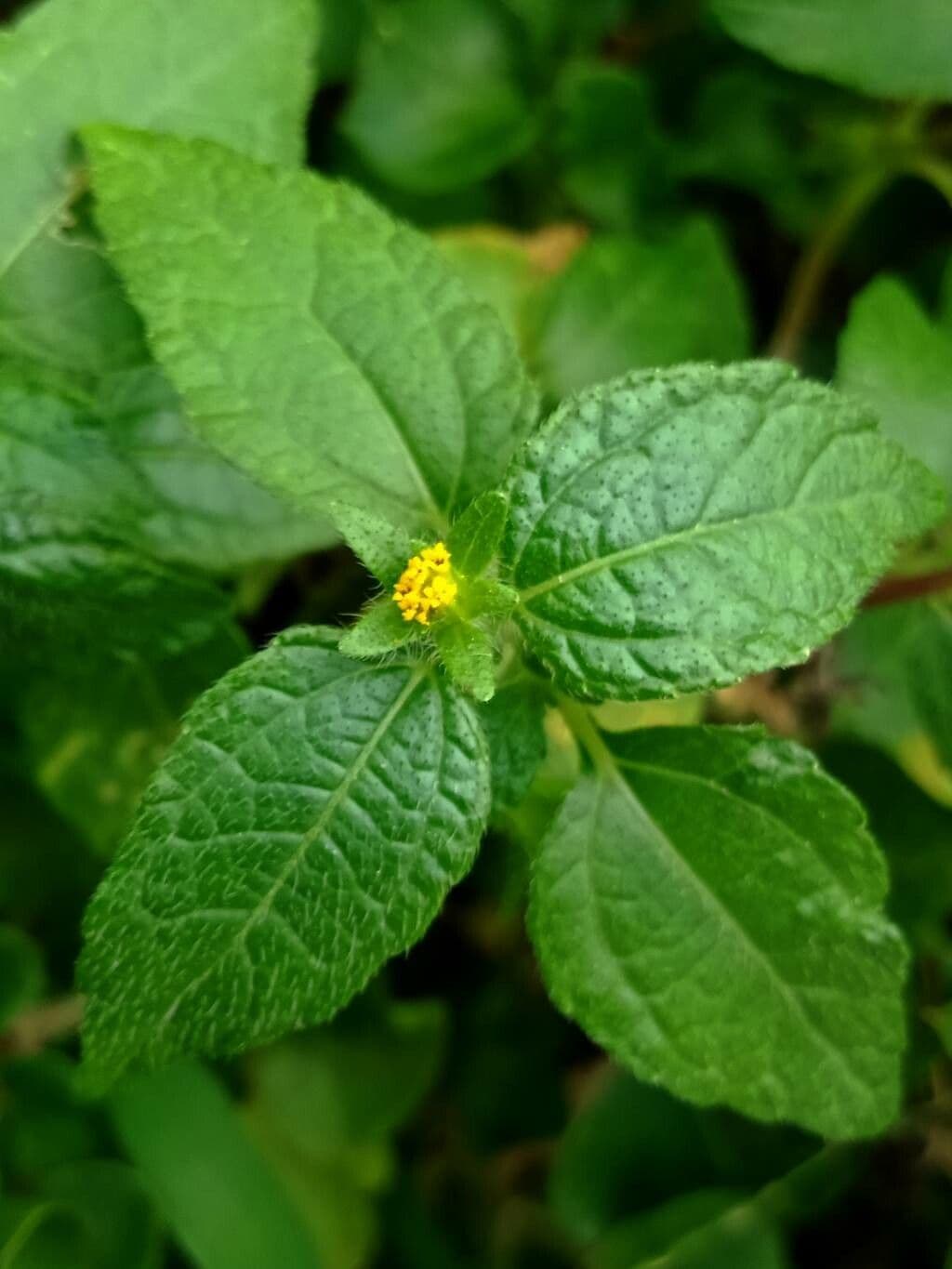 Eleutheranthera ruderalis 4