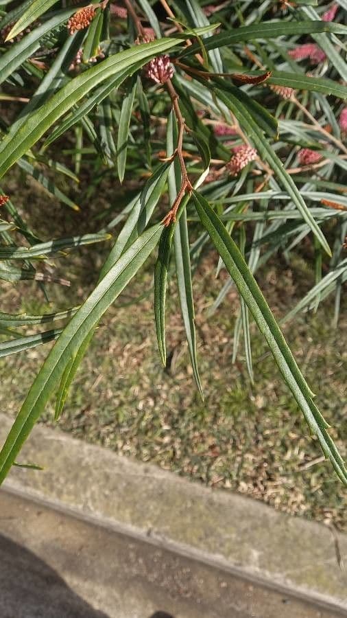 Langblättrige Grevillea 7